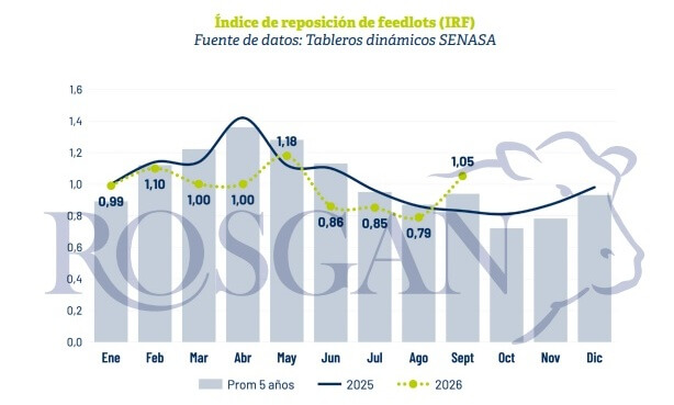 El feedlot rompe los manuales: ¿por qué los corrales se siguen llenando en plena época de vaciado?