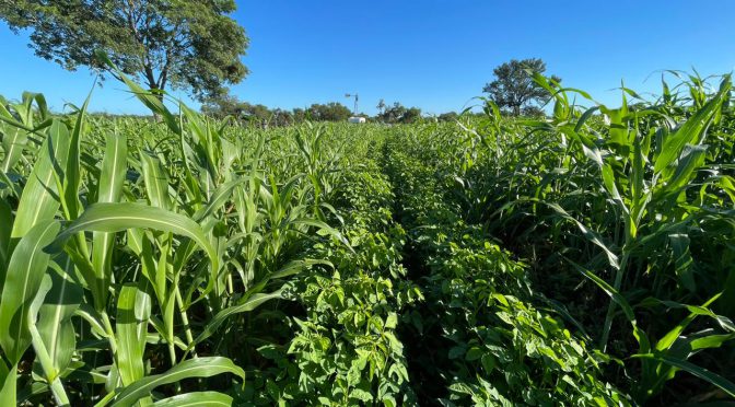 Cultivos de servicio “doble propósito”: además de su rol agrícola, ganan relevancia como sostén ganadero